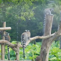 上野動物園の写真・動画_image_82869