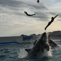 鴨川シーワールドの写真・動画_image_832810