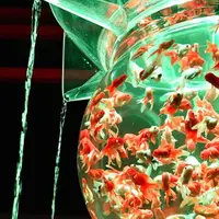 元離宮 二条城の写真・動画_image_841528