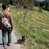 大山千枚田の写真・動画_image_842509