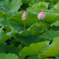 上野アメ横商店街（アメ横）の写真・動画_image_84255