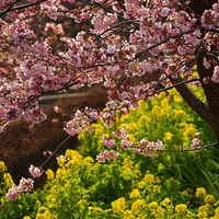 松田山ハーブガーデンの写真・動画_image_84290