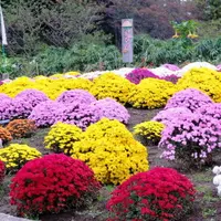 花咲く里山の写真・動画_image_84297
