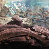 京都水族館の写真・動画_image_84491