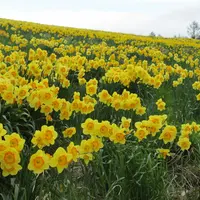 みやぎ蔵王えぼしリゾートの写真・動画_image_84605