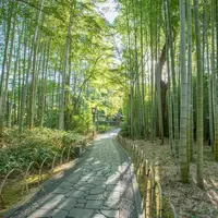 修善寺の写真・動画_image_851240