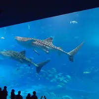 沖縄美ら海水族館の写真・動画_image_85318