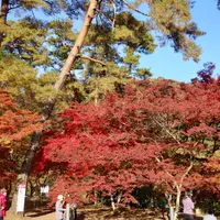 月の石もみじ公園の写真・動画_image_853959