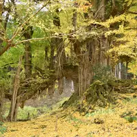 常瀧寺の大イチョウの写真・動画_image_854401