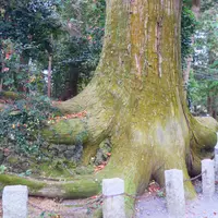 たこ杉の写真・動画_image_856775