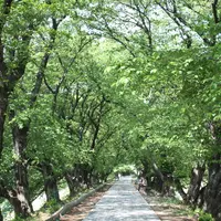 淀川河川公園背割堤地区の写真・動画_image_85736