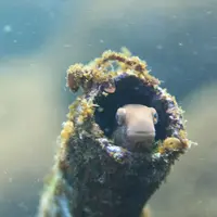 根府川ダイビングセンターの写真・動画_image_86077