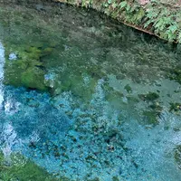 白川水源の写真・動画_image_860853