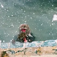 函館市熱帯植物園の写真・動画_image_866565