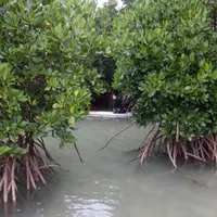 sea_aid（SUP,シュノーケリング）の写真・動画_image_882741