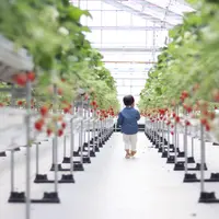 美らイチゴ 南城ハウスの写真・動画_image_884467