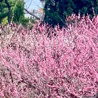 北野天満宮の写真・動画_image_889047