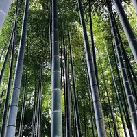 英勝寺の写真・動画_image_889297