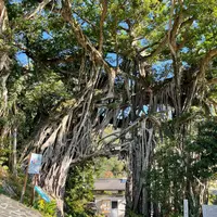 中間ガジュマルの写真・動画_image_890181