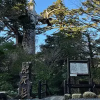 紀元杉の写真・動画_image_890185