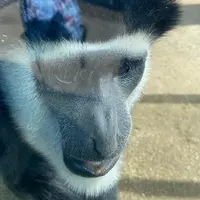 よこはま動物園ズーラシアの写真・動画_image_892507