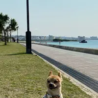 アラハビーチの写真・動画_image_892806
