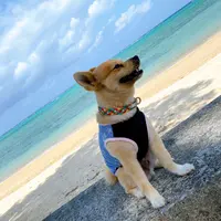 ムーンビーチの写真・動画_image_892811