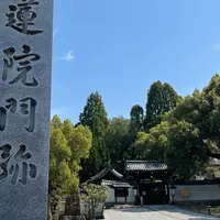 青蓮院門跡の写真・動画_image_897675
