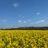 あわじ花さじきの写真・動画_image_898894