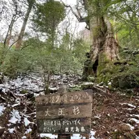 大王杉の写真・動画_image_898954
