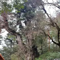 縄文杉の写真・動画_image_898955