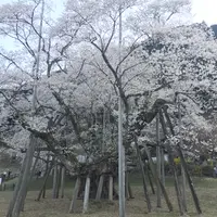 根尾谷淡墨桜の写真・動画_image_899464