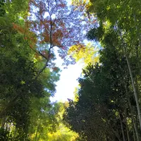 嵯峨野竹林の写真・動画_image_899925