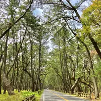 虹の松原の写真・動画_image_900258