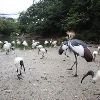 ネオパークオキナワの写真・動画_image_900371