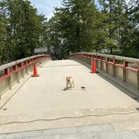 天橋立の写真・動画_image_906992