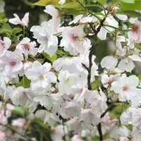 平野神社の写真・動画_image_910311