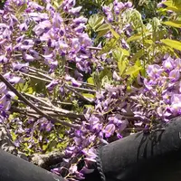 退蔵院の写真・動画_image_910312