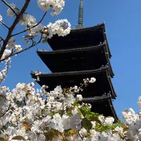 仁和寺の写真・動画_image_910313