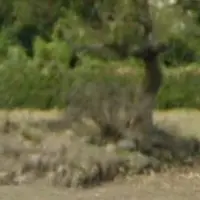 新田義貞公首塚の写真・動画_image_910383