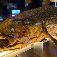 沼津港深海水族館の写真・動画_image_914715