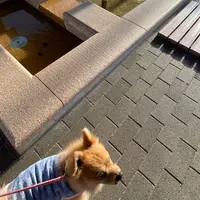 温泉ゆめ広場 足湯の写真・動画_image_918656