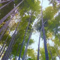 報国寺（竹寺）の写真・動画_image_919069