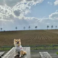 メルヘンの丘の写真・動画_image_919917