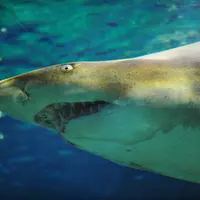 アクアワールド・大洗の写真・動画_image_922067