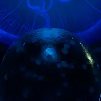 新江ノ島水族館の写真・動画_image_922082