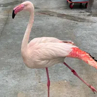 掛川花鳥園の写真・動画_image_922137