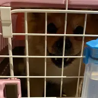 大阪国際空港（伊丹空港）の写真・動画_image_923640