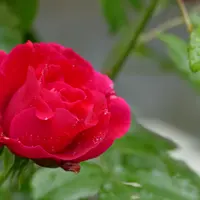 軽井沢レイクガーデンの写真・動画_image_926254