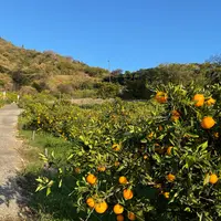 レモン谷の写真・動画_image_931664